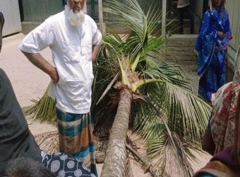 ফরিদপুরে নারকেল গাছের চাপা পড়ে এনজিও কর্মীর মৃত্যু 